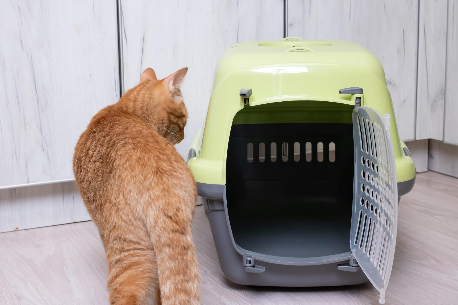 Transporte seguro para gatos