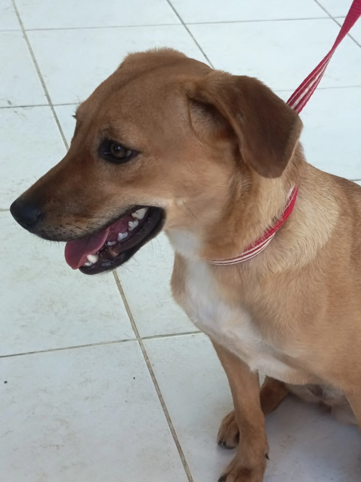 Apadrinhamento de pets