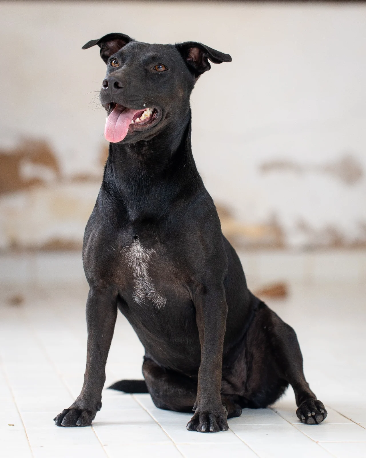 Açucena, cadela disponível para adoção