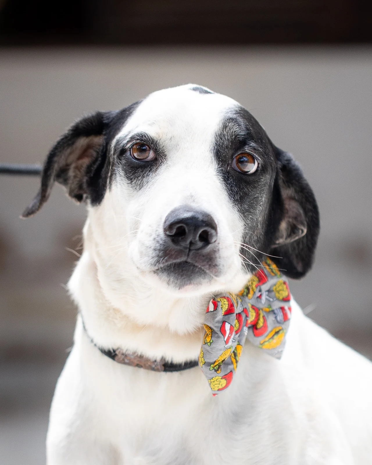 Mac, cão disponível para adoção