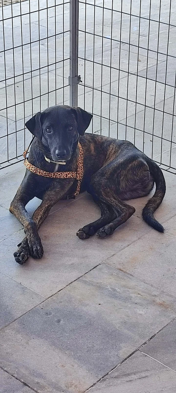 Pocah, cadela disponível para adoção