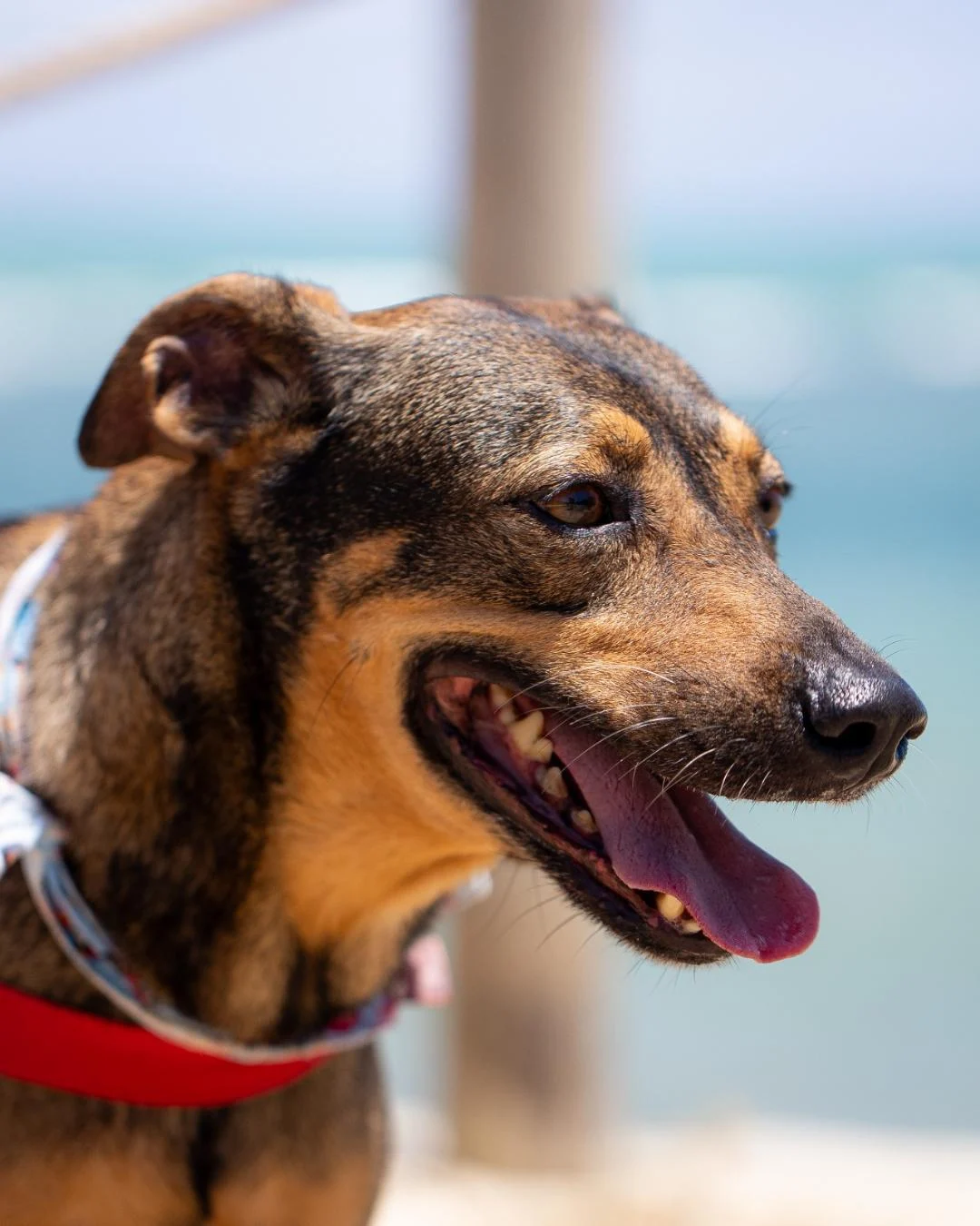 Valério, cão disponível para adoção
